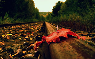 selective focus photo of a brown fallen leaf on train track