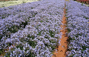 lavender garden HD wallpaper