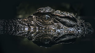 bokeh effect of Alligator eye on water HD wallpaper