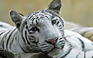 depth of field photography of white tiger
