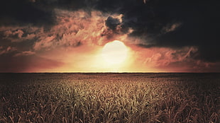 photo of sun and clouds, wheat, landscape, sky, Sun