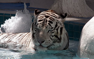 white tiger in the water photo