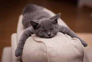 silver tabby cat, cat, sleeping, depth of field, Fabrice Meuwissen HD wallpaper