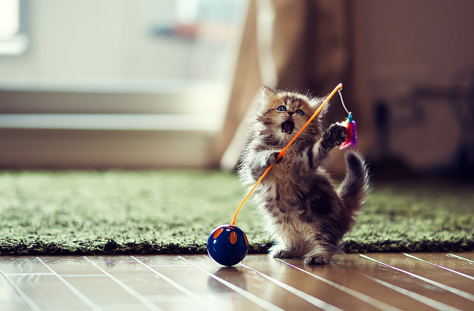 silver tabby kitten, cat, animals HD wallpaper
