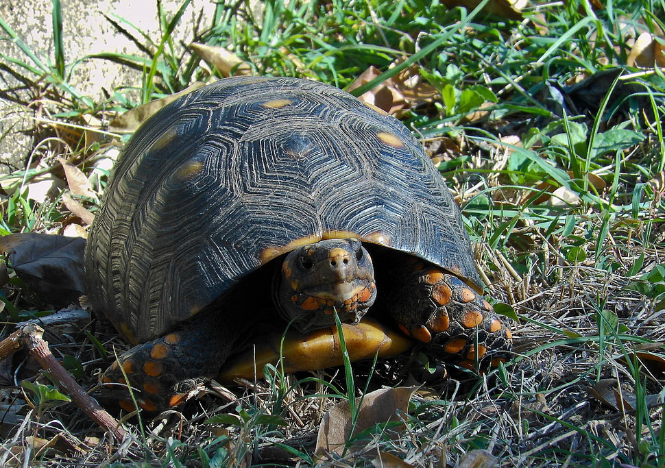 brown and black turtle crawling HD wallpaper