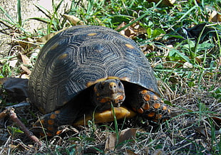 brown and black turtle crawling