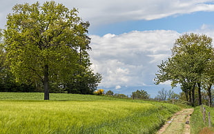 pathway between green grass and trees under white clouds during daytime, campagne HD wallpaper