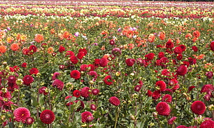 field of red flowers with green leafs