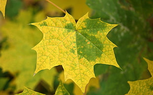 shallow focus photography of yellow and green maple leaf