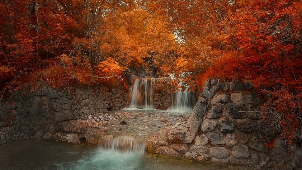 maple trees, nature, landscape, fall, bridge HD wallpaper