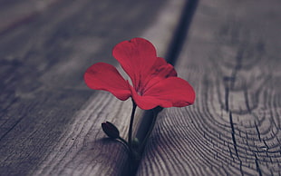 selective color photo of red petaled flower