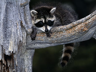 gray and black raccoon on gray tree trunk
