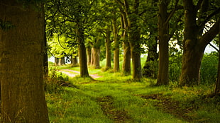 green trees, plants, trees, forest