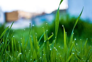 morning dew in grass photo HD wallpaper