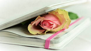 yellow and pink petaled flower in book on top of white surface