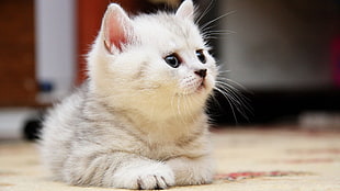 white tabby kitten on floor
