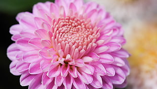 photography of clustered pink petaled flower, chrysanthemum HD wallpaper