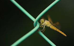 brown dragonfly on blue metal fence close-up photography