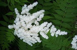 white cluster petaled flower HD wallpaper