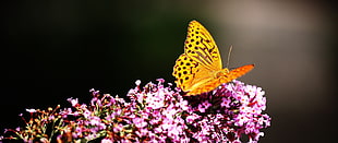 yellow and black butterfly, butterfly, flowers, yellow HD wallpaper