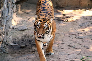 Tiger photo during daytime