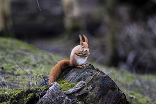 squirrel standing on wood during daytime, eurasian red squirrel, sciurus vulgaris