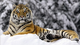 adult brown, black, and white tiger, animals, tiger, winter, snow HD wallpaper