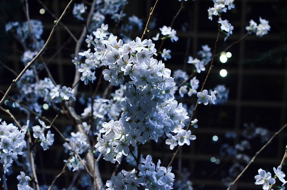 white cherry blossoms, Flowering, Branches, Spring HD wallpaper