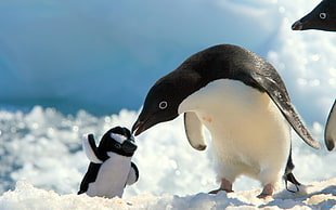 close up photo of Penguin