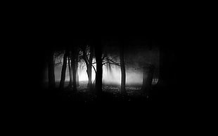 silhouette photography of misty forest