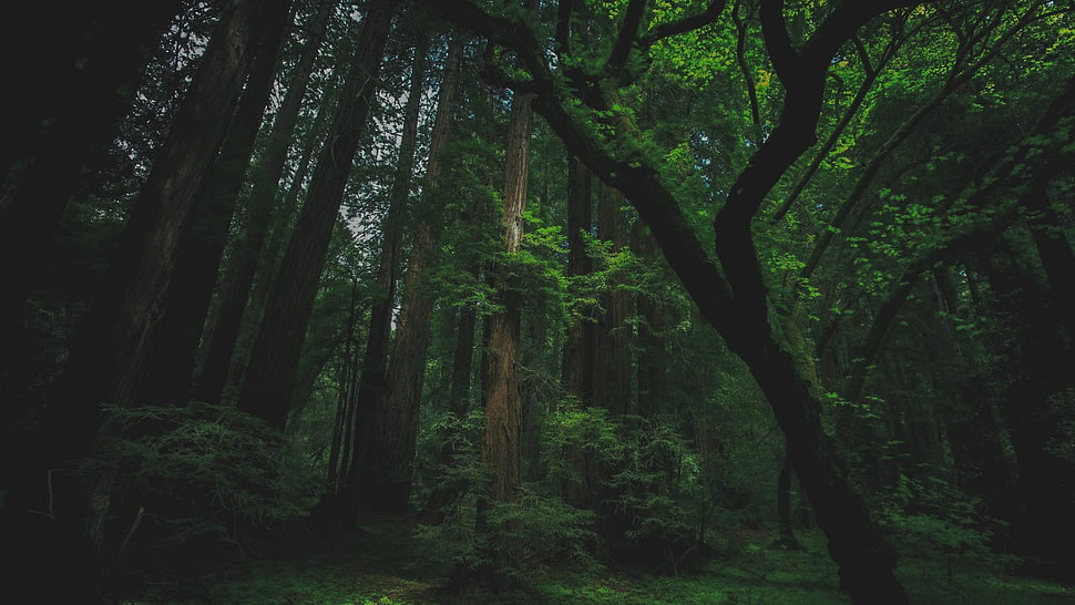 green leafed trees, forest, trees, nature, moss HD wallpaper