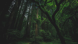 green leafed trees, forest, trees, nature, moss