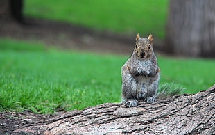 brown squirrel on tree trunk near green grass field