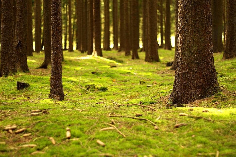 green grass field, forest, plants, trees HD wallpaper