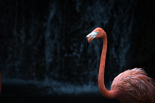 pink flamingo HD wallpaper
