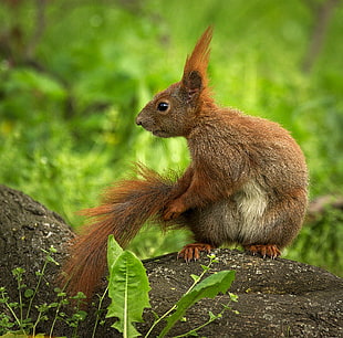 brown squirel holding tail