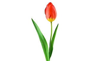 red Tulip flower HD wallpaper