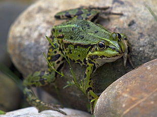 closeup photography of green and black frog