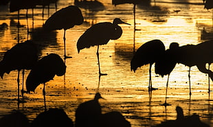 flock of flamingo, Africa, birds, sunset, silhouette