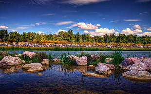 landscape photography of pond with boulders surrounded with green leaf grasses