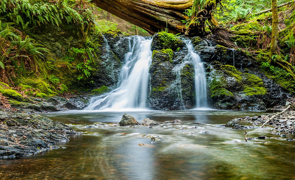 green forest HD wallpaper