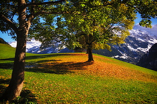 green tree near mountain HD wallpaper