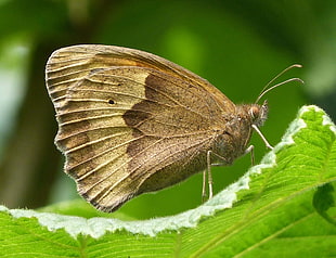 brown Skipper butterfly perched on green leaf macro photography during daytime, meadow brown