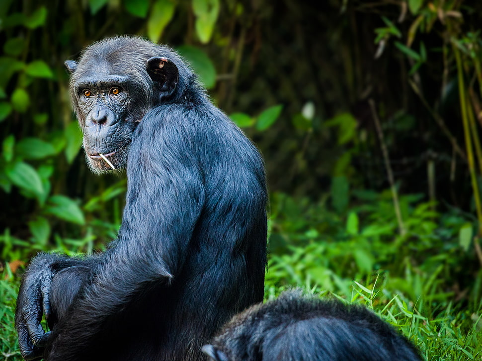 black monkey in forest during daytime HD wallpaper