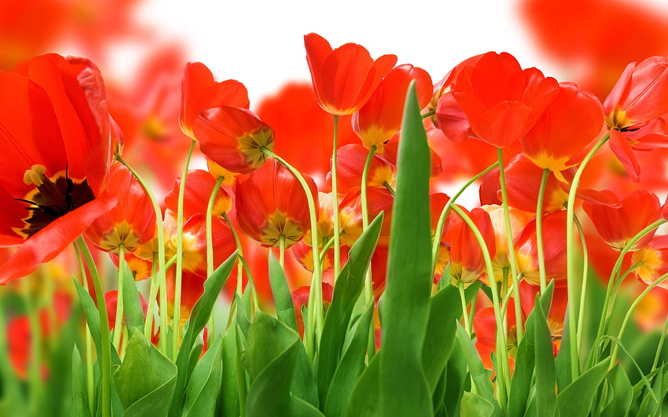 yellow-and-red petaled flowers HD wallpaper