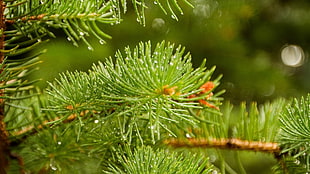 Norfolk pine tree, leaves, nature, macro, trees