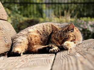 adult long-coated brown cat