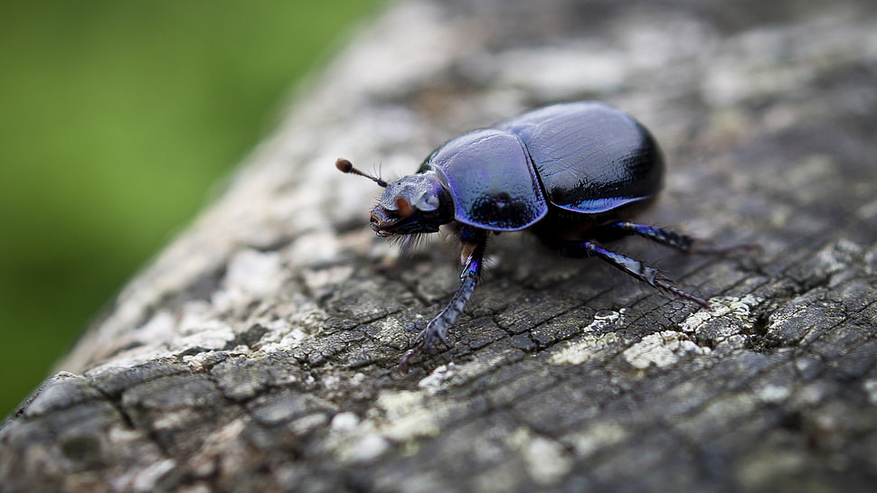 dung beetle, insect, nature, animals, wood HD wallpaper