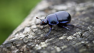 dung beetle, insect, nature, animals, wood