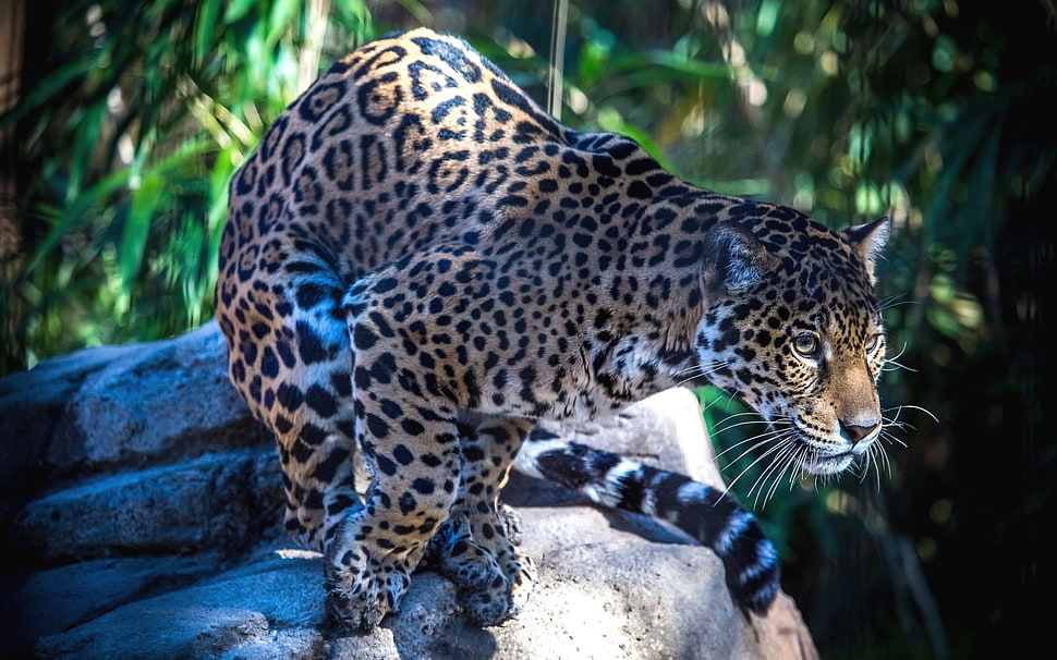 Leopard prowling on top of gray rock HD wallpaper
